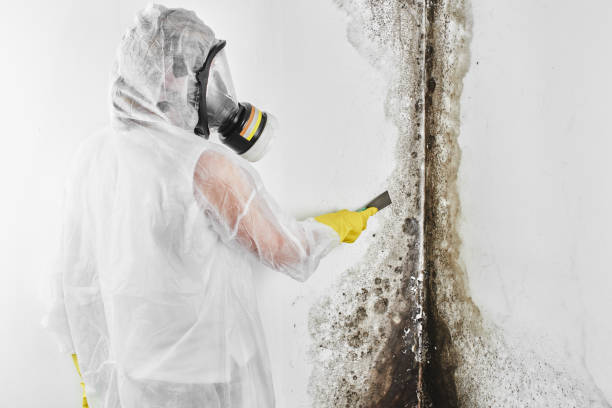 Best Attic Mold Remediation in Falmouth, KY