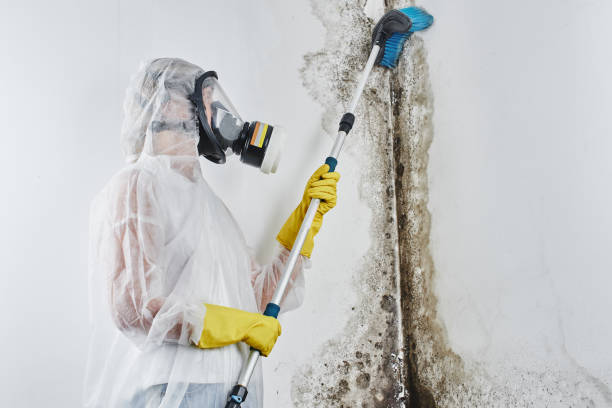Best Residential Mold Remediation in Falmouth, KY