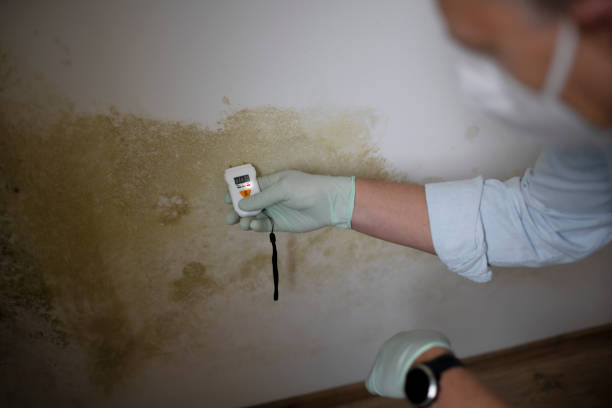 Reliable Falmouth, KY Mold Remediation Solutions