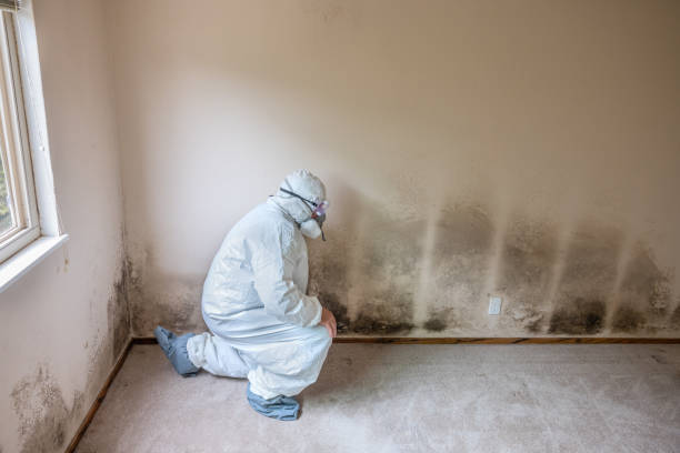 Best Bathroom Mold Remediation in Falmouth, KY